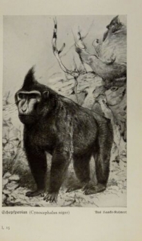 1926 - Schopfpavian / Mandril - alter Druck